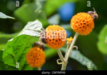 Eine Biene bestäubt eine orangene Kugelbaumblüte (Buddleja globosa) in London, Großbritannien. Quelle: Vuk Valcic / Alamy Stockfoto