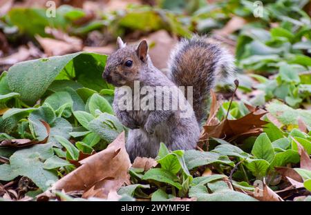 London, Großbritannien. Ein graues Eichhörnchen sucht in einem Park im Zentrum Londons nach Nüssen zwischen Blättern. Quelle: Vuk Valcic/Alamy Stockfoto