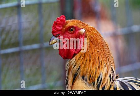 Hühner auf einer Farm in Wisconsin Stockfoto