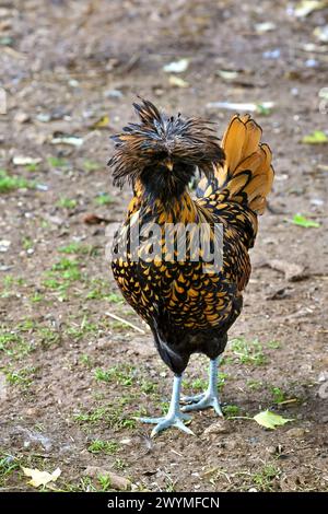 Hühner auf einer Farm in Wisconsin Stockfoto