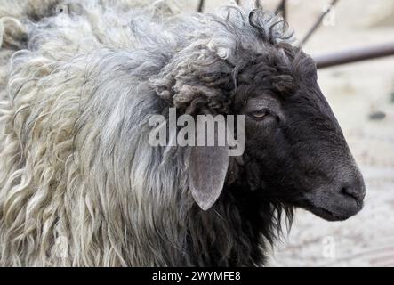 Bild eines Tierschafes mit schwarzem Maul Stockfoto