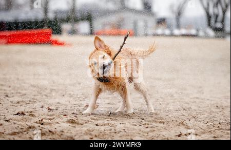 Lustiger Golden Retriever Mit Stiel In Den Zähnen Schüttelt Wasser Nach Dem Schwimmen Im See Ab Stockfoto