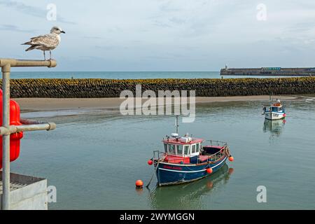 Möwe, Boote, Bootshafen, Folkestone, Kent, England, Großbritannien Stockfoto