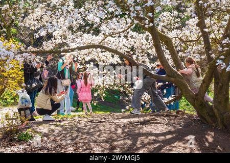 7. April 2024 Kiew, Ukraine. Die Leute machen Fotos zwischen blühenden Magnolienbäumen im botanischen Garten. Stockfoto