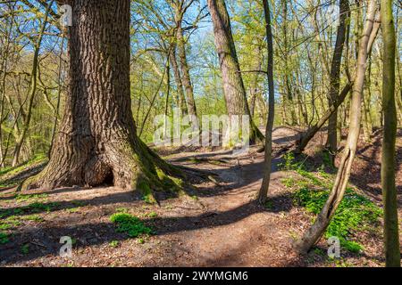 Sonniger Frühlingswald mit frischen grünen Blättern und Gras Stockfoto