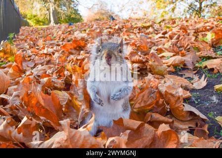 London, Großbritannien. November 2021. Ein graues Eichhörnchen jagt im Herbst zwischen gefallenen Blättern. Quelle: Vuk Valcic / Alamy Stockfoto