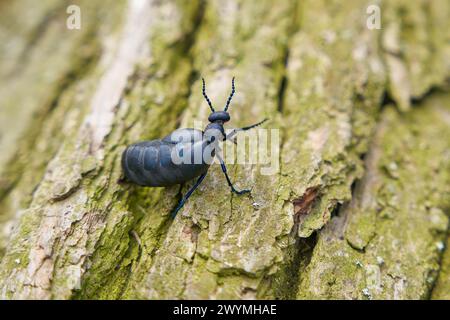 Weiblicher, sehr giftiger europäischer Schwarzblauölkäfer, schwarzblauer Ölkäfer, Blasenkäfer, Meloe proscarabaeus, auf einem auf dem Boden liegenden Baumstamm Stockfoto