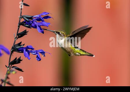 Kolibri mit Rubinkehle, der Nektar aus violetter Salvia-Blüte bekommt. Vogelbeobachtung im Hinterhof, Vogelbeobachtung und Naturschutzkonzept. Stockfoto