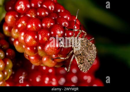 Brauner marmorierter Stinkkäfer isst im Garten brombeerfrüchte. Pflanzeninsekten in der Landwirtschaft, Schädlingsbekämpfung und Gartenkonzept. Stockfoto