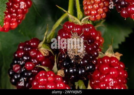 Brauner marmorierter Stinkkäfer isst im Garten brombeerfrüchte. Pflanzeninsekten in der Landwirtschaft, Schädlingsbekämpfung und Gartenkonzept. Stockfoto