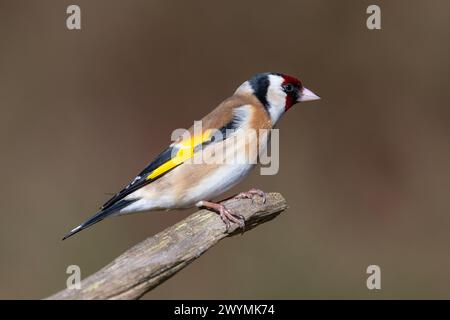 Ausgewachsener Europäischer Goldfinch (Carduelis carduelis) saß auf einem Zweig in einem Kiefernwald Yorkshire. Stockfoto