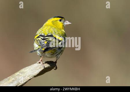 Männliche Eurasische Siskin (Spinus spinus), die in einem Kiefernwald in Großbritannien thront Stockfoto