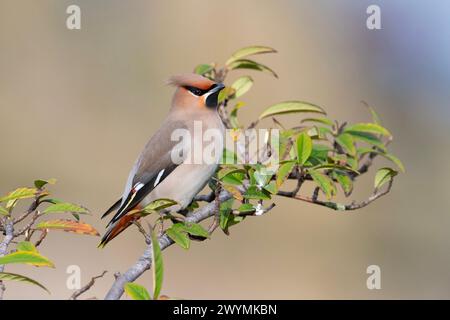 Waxwing oder Bohemian Waxwing Bombycilla (GESCHWÄTZIGE) auf Rowan Berry Baum im Winter Sonne in South Yorkshire UK. Stockfoto