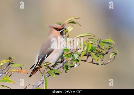 Waxwing oder Bohemian Waxwing Bombycilla (GESCHWÄTZIGE) auf Rowan Berry Baum im Winter Sonne in South Yorkshire UK. Stockfoto