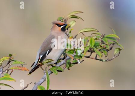 Waxwing oder Bohemian Waxwing Bombycilla (GESCHWÄTZIGE) auf Rowan Berry Baum im Winter Sonne in South Yorkshire UK. Stockfoto