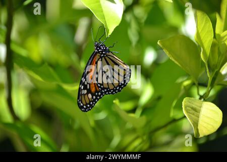 Ein Monarch-Schmetterling hängt zwei Meter vom Blatt eines Valencia-Orangenbaums in Altamonte Springs, Florida. Stockfoto