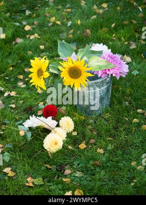 Sonnenblumen und andere Blumen in einem Eimer auf einem grünen Rasen. Stockfoto