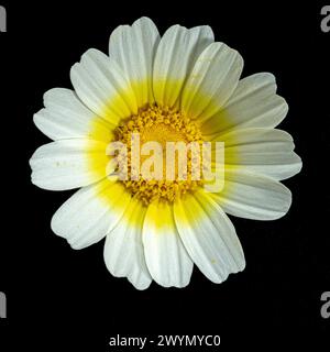 Makrofoto eines Ringelblumenkopfes mit weißen Blüten und gelbem Zentrum. Stockfoto