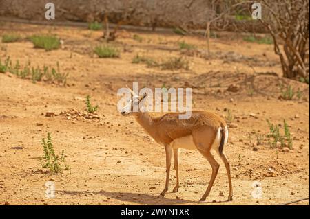 Goitered Gazelle, eine kleine, gewöhnliche Gazelle weidet in der Wüste. Tierwelt. Reisen Sie in Naturschutzgebiete. Gazella subgutturosa Stockfoto