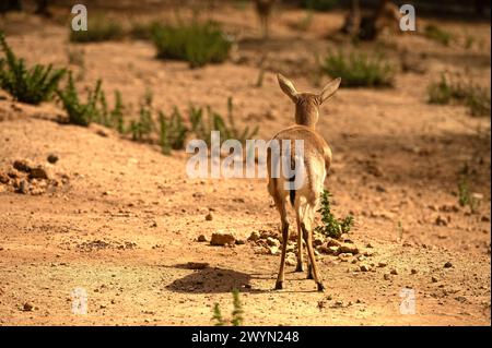 Goitered Gazelle, eine kleine, gewöhnliche Gazelle weidet in der Wüste. Tierwelt. Reisen Sie in Naturschutzgebiete. Gazella subgutturosa Stockfoto