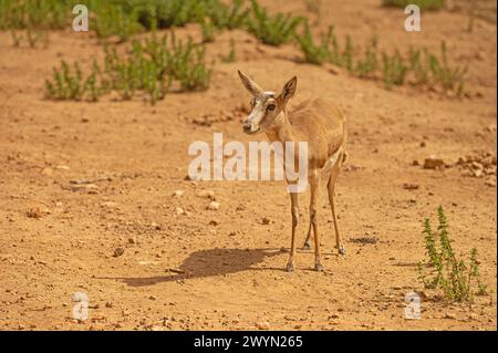 Goitered Gazelle, eine kleine, gewöhnliche Gazelle weidet in der Wüste. Tierwelt. Reisen Sie in Naturschutzgebiete. Gazella subgutturosa Stockfoto