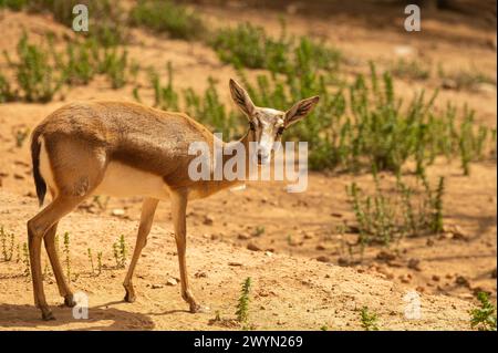 Goitered Gazelle, eine kleine, gewöhnliche Gazelle weidet in der Wüste. Tierwelt. Reisen Sie in Naturschutzgebiete. Gazella subgutturosa Stockfoto