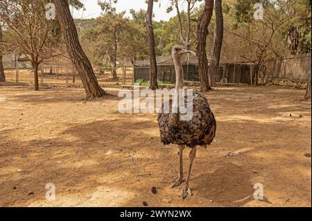 Afrikanischer Strauß oder gemeiner Strauß (Struthio camelus) Kopf-Hals-Porträt im Safari Park Stockfoto