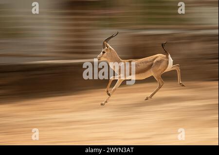 Eine kleine, gewöhnliche Gazelle, die Goitered Gazelle, verläuft durch die Wüste. Tierwelt. Reisen in Naturschutzgebiete. Gazella subgutturosa Stockfoto