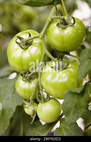 Tomaten im Gewächshaus, Nuarbe, Azpeitia, Gipuzkoa, Baskenland, Spanien. Stockfoto