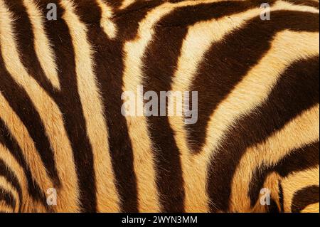 Detailaufnahme des Körpers des Zebras. Stockfoto