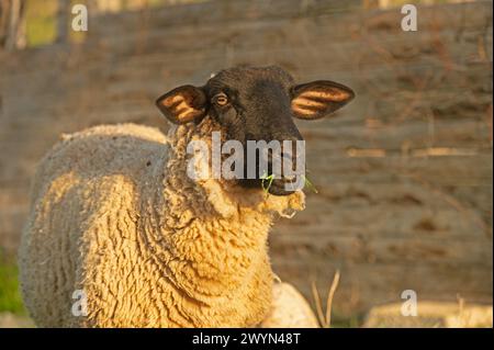 Nahaufnahme eines Schafes, das gefüttert wird. Stockfoto