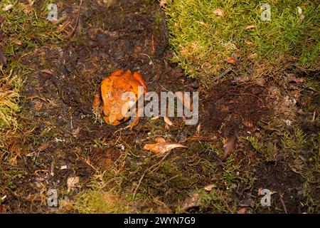 (Dyscophus Antongilii) in der Natur, Orangen-Madagaskar-Tomatenfrosch, Dyscophus antongilii, der über den Boden läuft. Großer rot-oranger Frosch auf einem Hintergrund Stockfoto