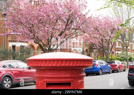 London Street gesäumt von Cherry blossom behinde, einem roten königlichen Briefkasten, in Spring England UK Stockfoto