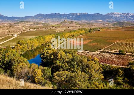 Weinberge im Herbst, Rio Ebro, La Estrella, San Asensio, La Rioja, Spanien, Europa. Stockfoto