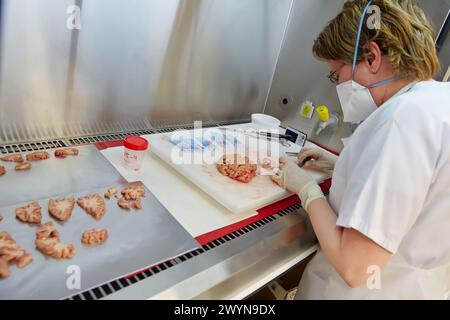 Makros-Bereich, Schnitzen, Auswahl der Gehirngewebeprobe, Anatomische Pathologie, Krankenhaus Donostia, San Sebastian, Gipuzkoa, Baskenland, Spanien. Stockfoto