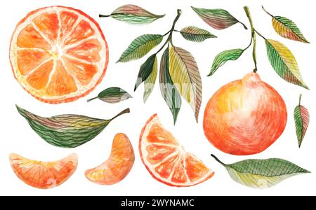 Wasserfarben-Mandarine-Set. Handgezeichnete botanische Illustration von geschälten Mandarinen, Zitrusfrüchten mit Blättern und Scheiben. Satz von Mandarinen isoliert auf einem Stockfoto