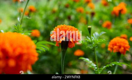 Die gelben Blumen, die im grünen Garten blühen, lassen den Blick schöner aussehen, die Landschaft des Blumengartens Stockfoto