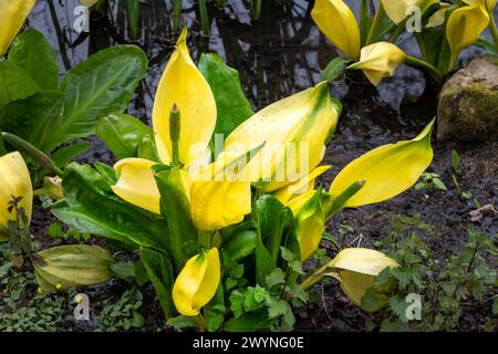 Gelbe Blume von Lysichiton americanus oder Westskunk-Kohl im Frühjahr Stockfoto