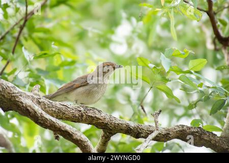 Der graue Shrikethrush oder auch grauer Shrikethrush genannt, ist ein singvogel aus Australasien. Der wissenschaftliche Name ist Colluricincl Stockfoto