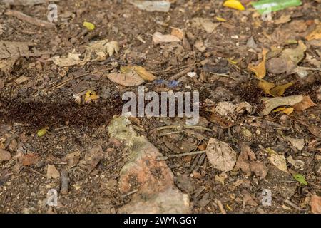 Blick von oben auf Termitenpfade am Boden im afrikanischen Wald. Viele kleine Insekten laufen nacheinander am Boden entlang Stockfoto