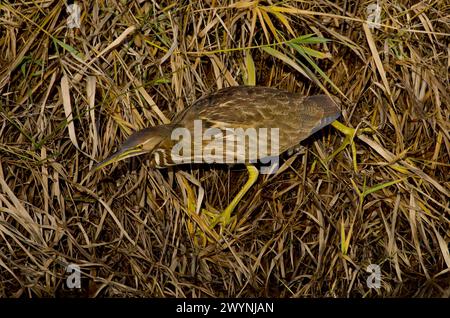 Amerikanische Bittertiere jagen im Ridgefield National Wildlife Area Oregon nach Beute Stockfoto