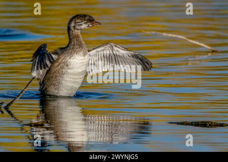Rattenschnabel-Grebe in Boise Idaho Stockfoto