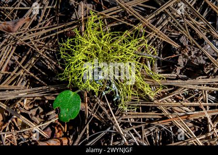 Rentierflechte (Cladonia sp) im Boise National Forest Idaho, USA. Stockfoto