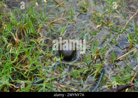 Amphibien, nämlich goldene Schnecken, die in einem Felsen liegen und Eier legen Stockfoto