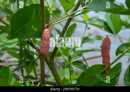 Amphibien, nämlich goldene Schnecken, die in einem Felsen liegen und Eier legen Stockfoto