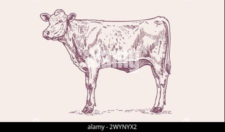 Kuh, Stier, Rindfleisch. Vintage-Retro-Druck Stock Vektor