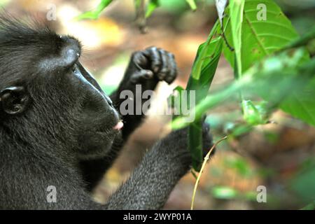 Ein Schwarzhaubenmakaken (Macaca nigra) isst die Blätter einer nicht identifizierten Baumart im Tangkoko-Wald in Nord-Sulawesi, Indonesien. „Der Klimawandel ist einer der wichtigsten Faktoren, die die biologische Vielfalt weltweit in alarmierender Geschwindigkeit beeinflussen“, so ein Team von Wissenschaftlern unter der Leitung von Antonio acini Vasquez-Aguilar in ihrem Forschungspapier, das erstmals im März 2024 über environ Monit Assete veröffentlicht wurde. Es könnte die geografische Verteilung von Arten, einschließlich Arten, die stark von der Waldbedeckung abhängen, verschieben. Mit anderen Worten, der Klimawandel kann die Habitattauglichkeit von Primatenarten verringern, ... Stockfoto