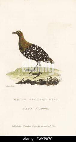Weiß gepunktete Flusenschwanzchen, Sarothrura pulchra. Heimisch im afrikanischen tropischen Regenwald. Weiß gepunktete Schiene, Crex Pulchra. Aus einem Exemplar im British Museum. Handkolorierter Kupferstich aus Edward Griffith's The Animal Kingdom von The Baron Cuvier, London, Whittaker, 1830. Stockfoto