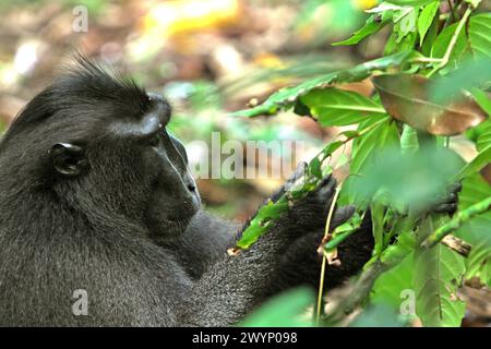Ein Schwarzhaubenmakaken (Macaca nigra) isst die Blätter einer nicht identifizierten Baumart im Tangkoko-Wald in Nord-Sulawesi, Indonesien. „Der Klimawandel ist einer der wichtigsten Faktoren, die die biologische Vielfalt weltweit in alarmierender Geschwindigkeit beeinflussen“, so ein Team von Wissenschaftlern unter der Leitung von Antonio acini Vasquez-Aguilar in ihrem Forschungspapier, das erstmals im März 2024 über environ Monit Assete veröffentlicht wurde. Es könnte die geografische Verteilung von Arten, einschließlich Arten, die stark von der Waldbedeckung abhängen, verschieben. Mit anderen Worten, der Klimawandel kann die Habitattauglichkeit von Primatenarten verringern, ... Stockfoto