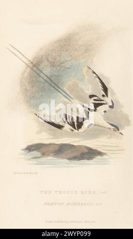 Rotschnabelvariante Phaethon aethereus. Der Tropenvogel Phaeton aethereus, var. Handkolorierter Kupferstich nach einer Illustration von Charles Hamilton Smith aus Edward Griffith's The Animal Kingdom von The Baron Cuvier, London, Whittaker, 1830. Stockfoto